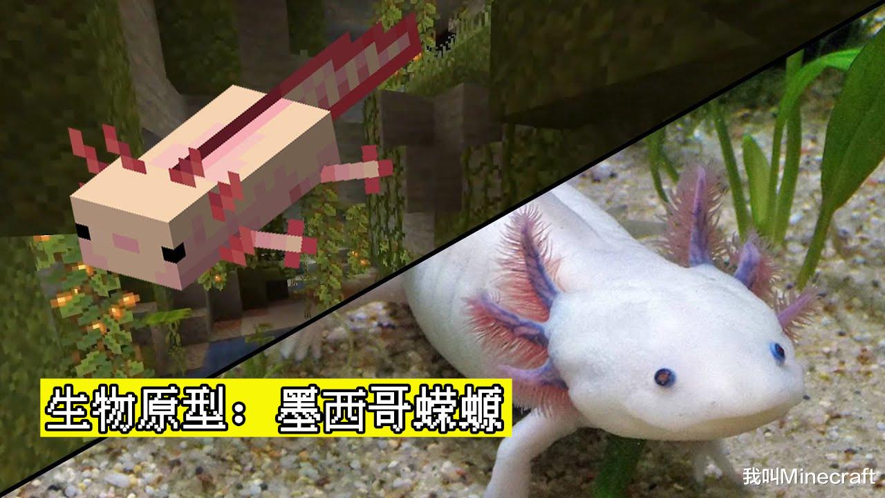 我的世界1.17蝾螈在哪里生成,我的世界1.17蝾螈生活在什么地方