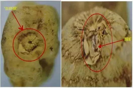 天麻的性状鉴别是什么,天麻的道地药材