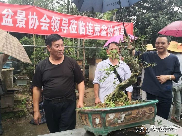 广东的盆景有哪些,适合广东玩的盆景