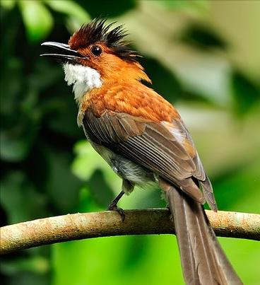 东江揽胜,惠州淡水常见鸟类图谱