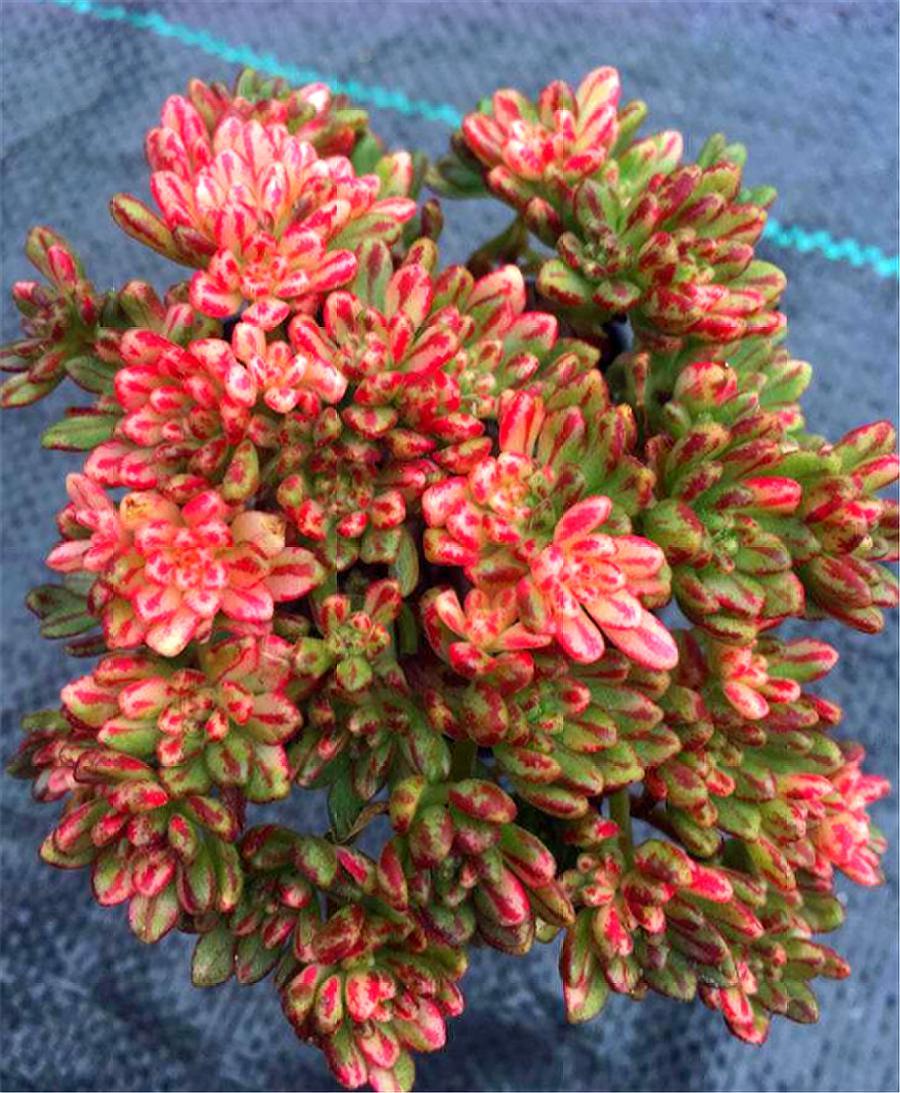 多肉小人祭盆景图片,多肉小人祭如何爆盆