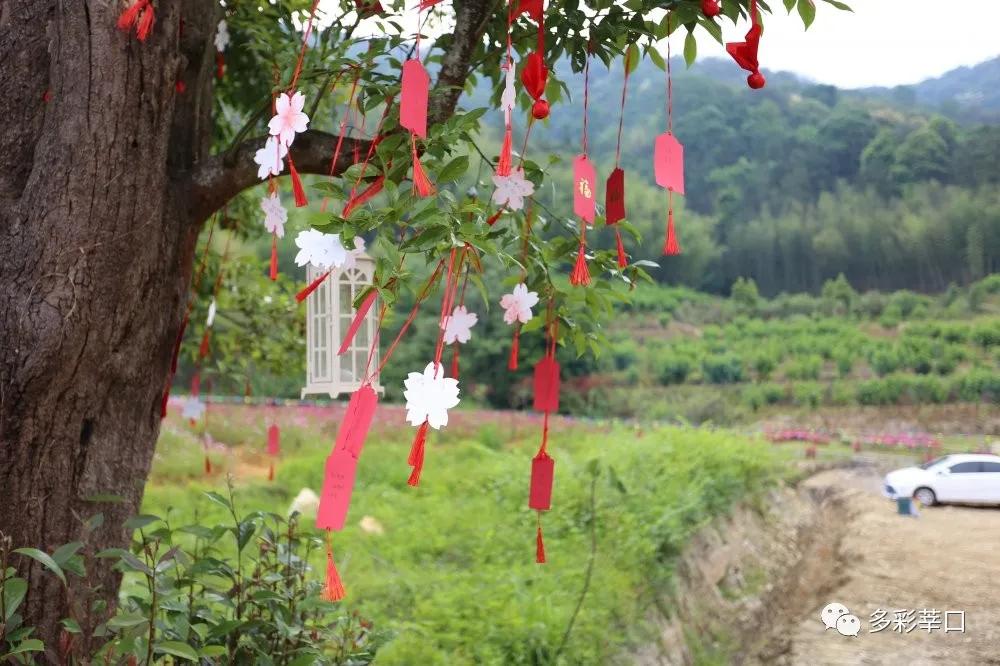 中国绿都最氧的三明将乐,中国绿都最氧三明康养之旅