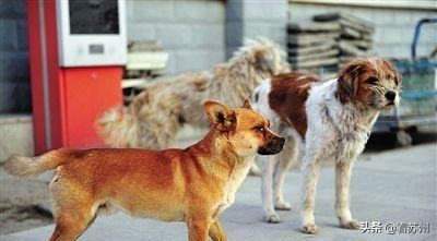 江苏男子投喂流浪狗狂犬病,喂流浪狗被咬狂犬病