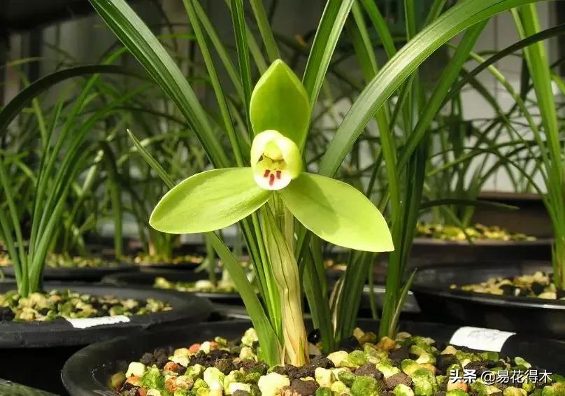 如何挑选兰花开花期的品种,兰花中最好养的品种推荐