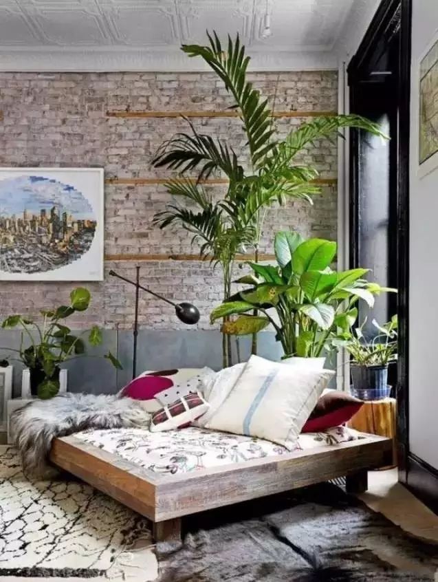 适合放卧室的高大植物,放在卧室的植物养眼