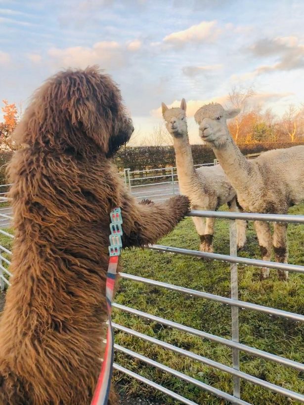 英国巨型贵宾犬,贵宾撒娇卖萌第一名
