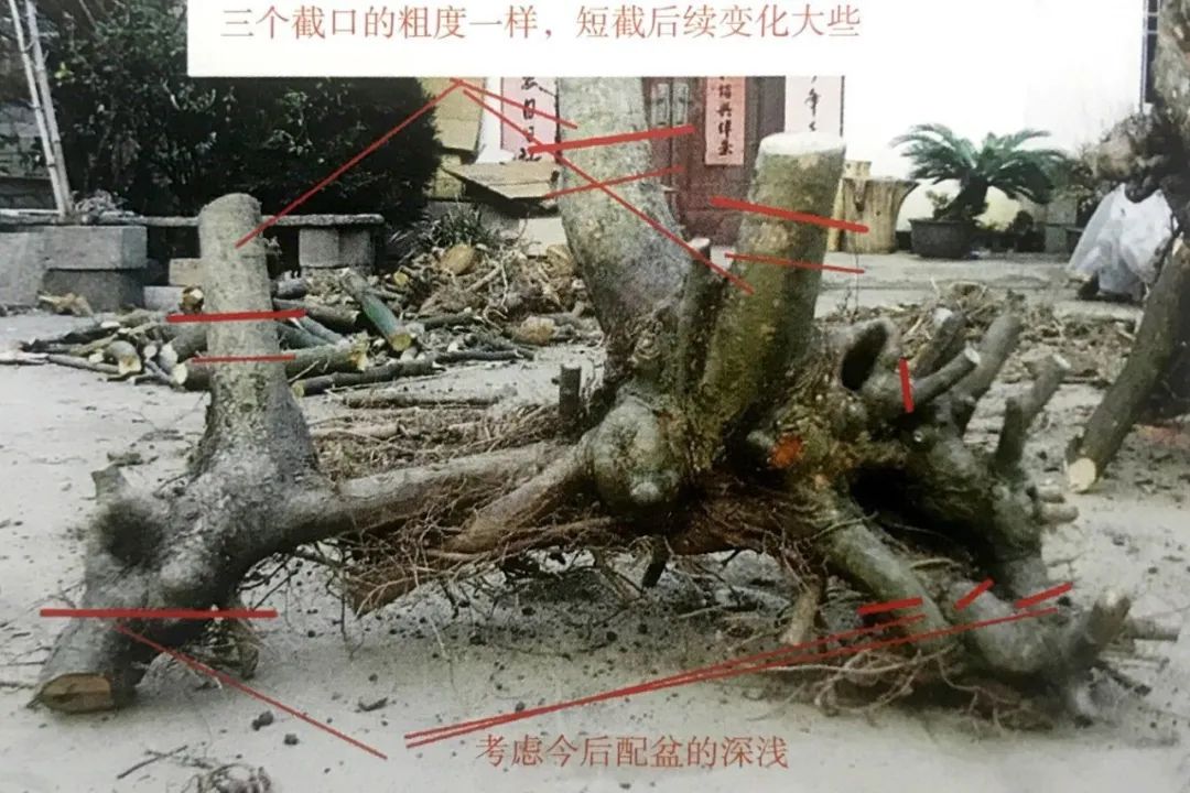 小榆树盆景设计100种形态,榆树盆景用的榆树是什么品种