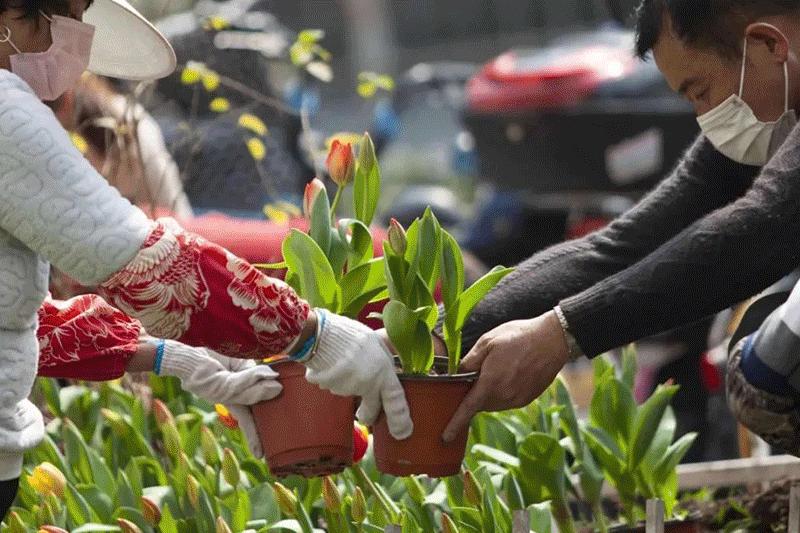 万株郁金香春天,一百万株郁金香