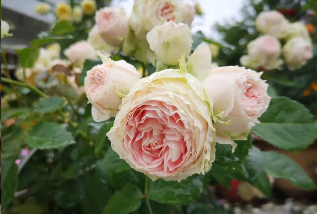 月季花开一半就不开了怎么回事,月季花开一半花蕊烂了是什么原因