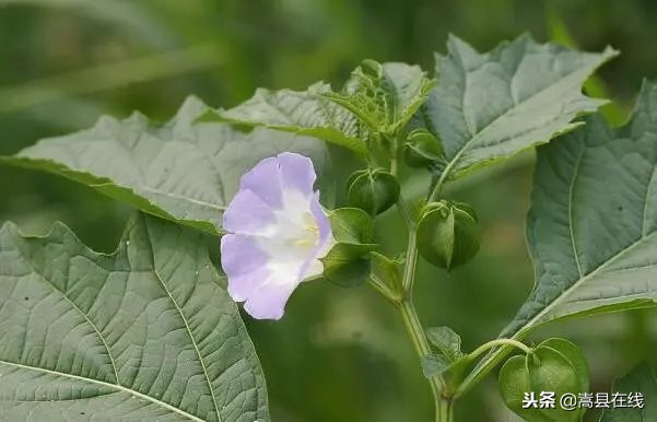 农村身边常见中草药不要错过这些宝贝！