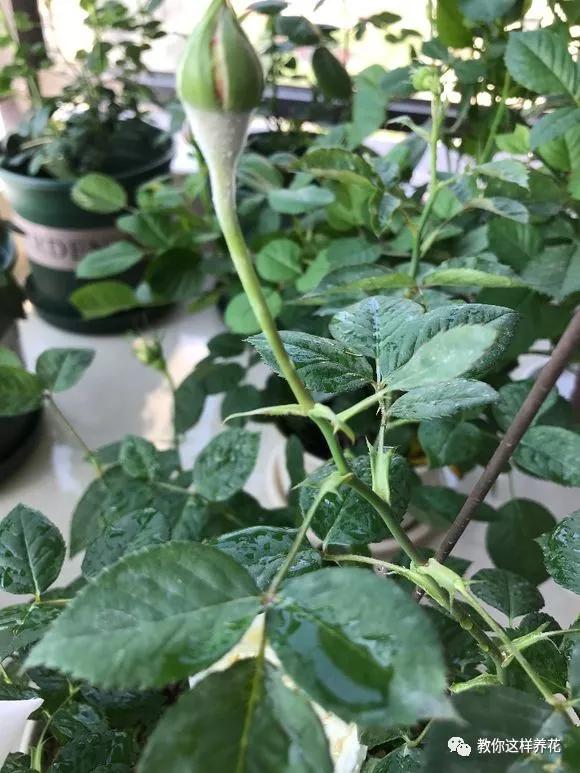 给花浇白醋会怎么样,给花浇营养液后叶子黄了