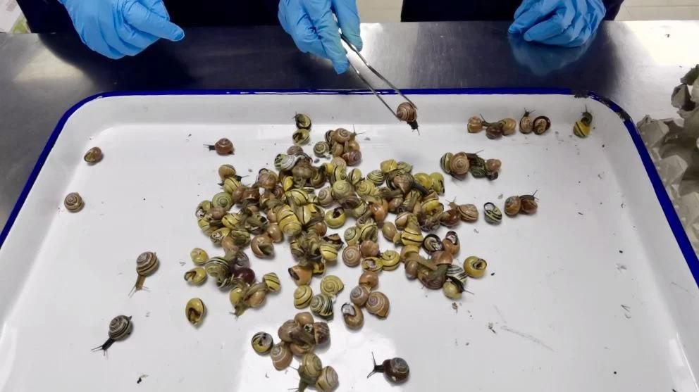 154只国际害虫!上海出现危险物种“森林葱蜗牛”玩具包裹问题大