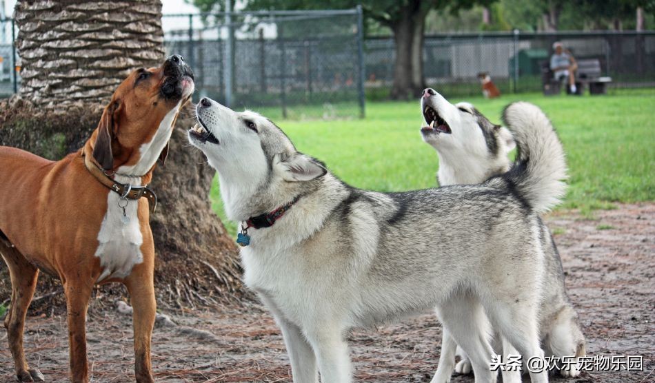 狗狗半夜乱叫怎么让它闭嘴,狗狗半夜嚎叫怎么纠正