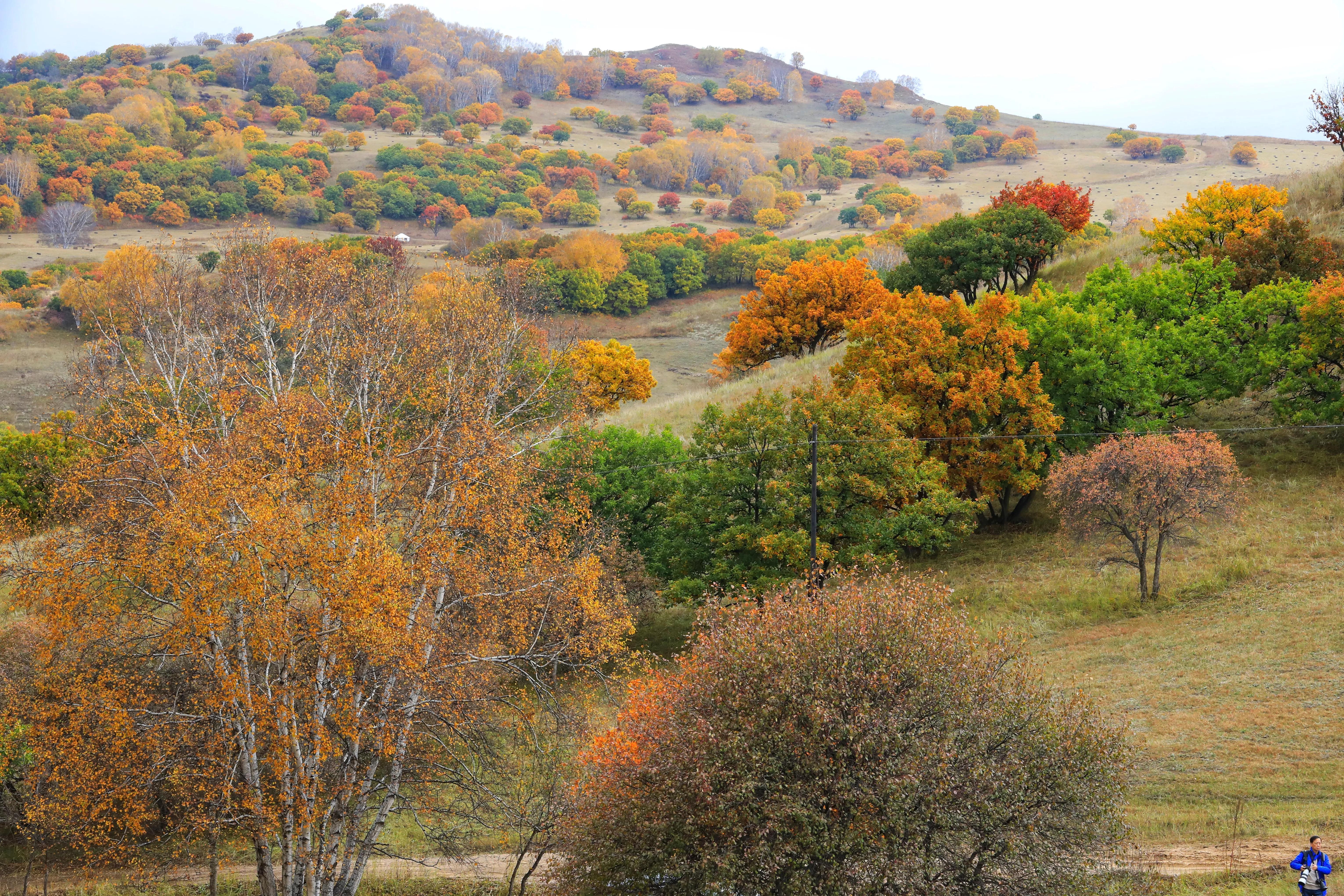 坝上秋色草原,坝上草原游记作文