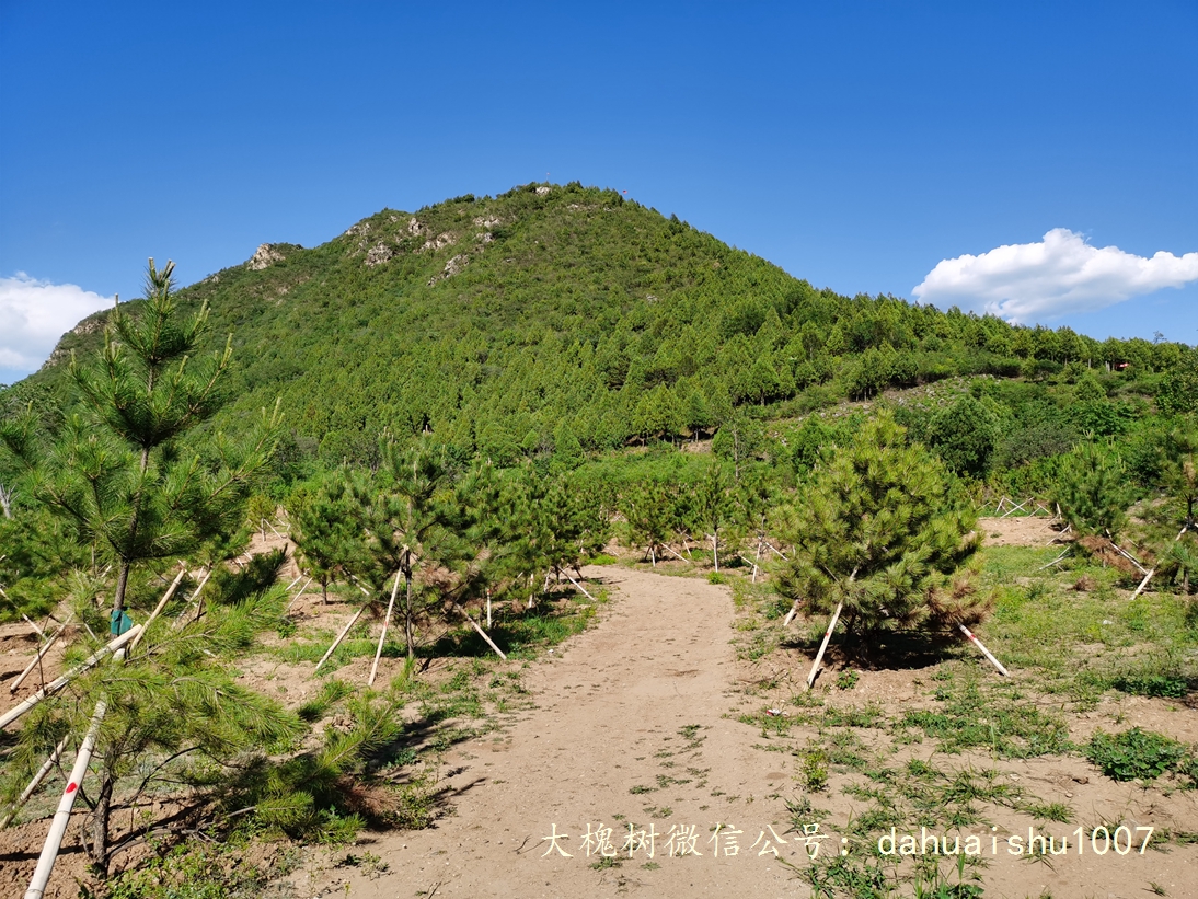 嘉靖陵墓永陵和永乐大典,明朝十三陵之永陵