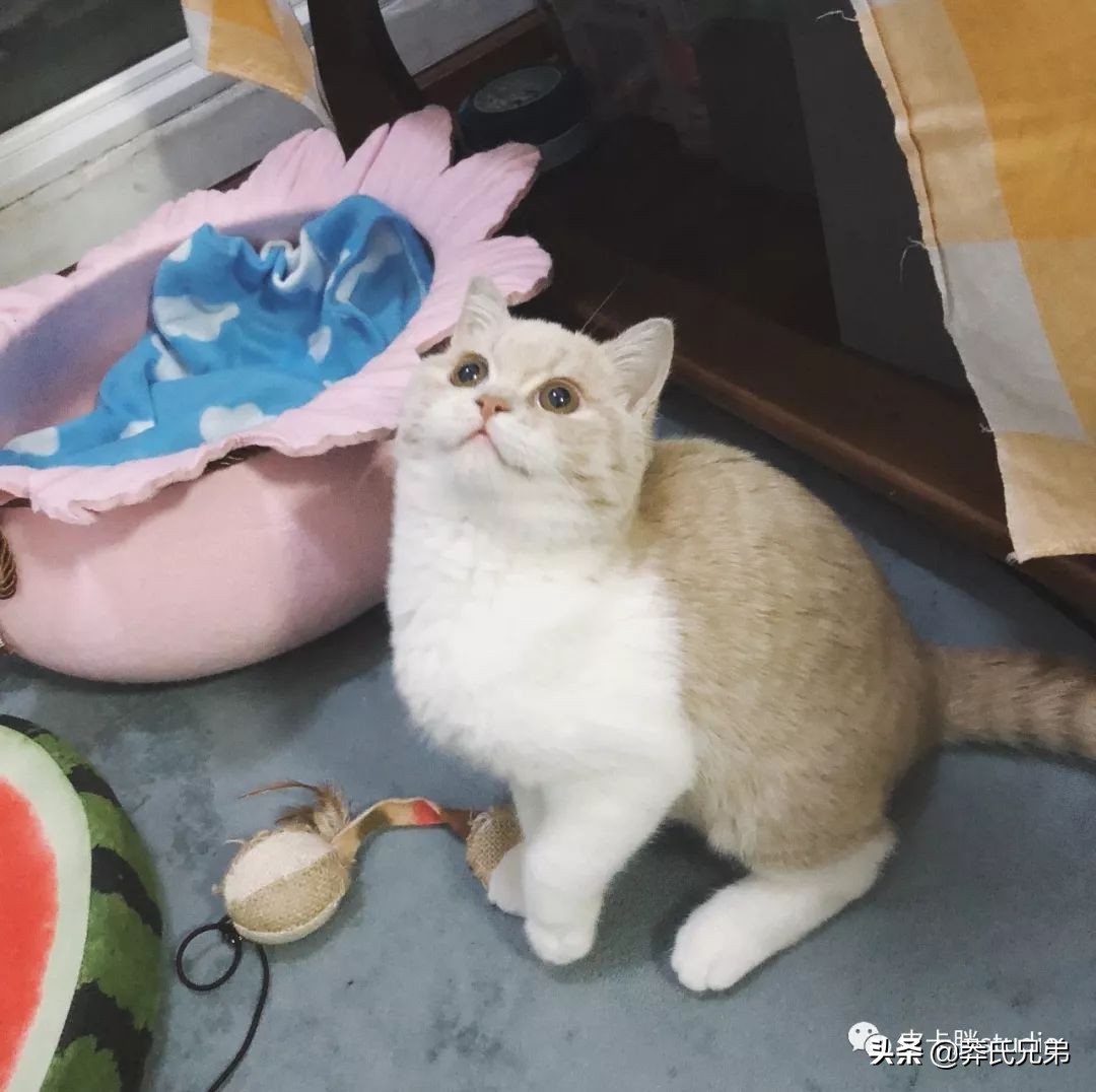 可爱小奶猫刚生出成长日记,一只小奶猫的成长过程