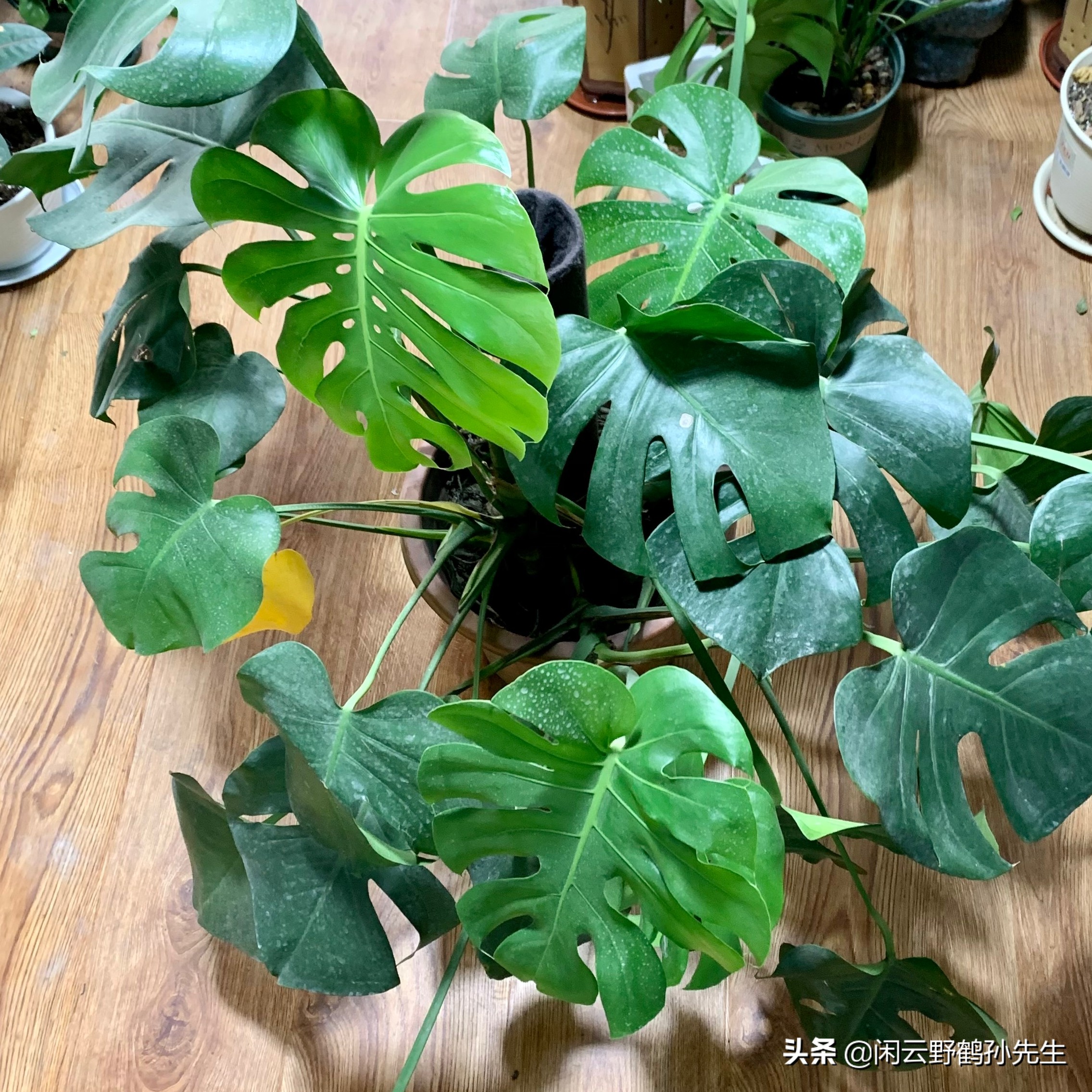 龟背竹小盆栽养殖方法,龟背竹怎么换盆后才能开花