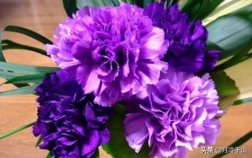 康乃馨的花语寓意为热情,什么颜色康乃馨花语寓意着尊敬