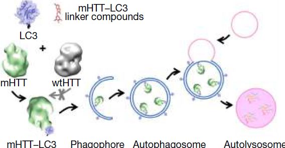 浜ㄥ环椤跨患鍚堢棁鑳芥不濂藉悧,娌荤枟浜ㄥ环椤跨梾鏂拌嵂