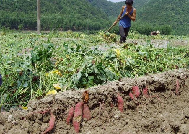 种红薯不结薯怎么回事,红薯为什么会有空棵不结薯的现象