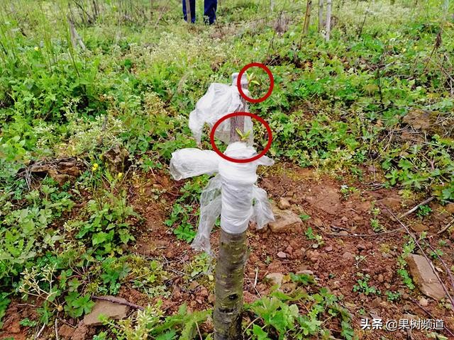 李子嫁接成活要不要修枝,村民种植果树亏本