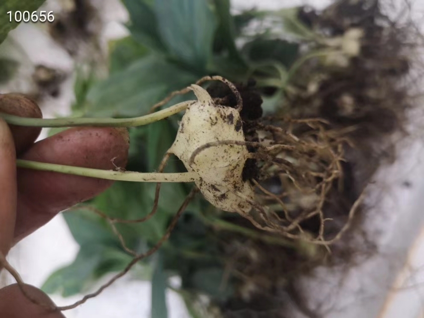 中源农业多花黄精育苗基地,多花黄精籽育苗出售