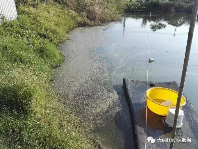 天气多变池塘容易产生倒藻,天气突然变冷鱼塘怎么会死鱼
