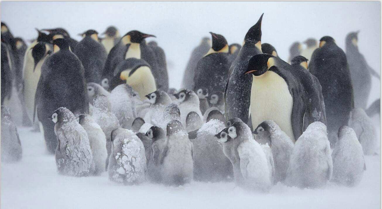 人类违反自然规律了吗？为什么人类女人会追男人，而动物却相反？