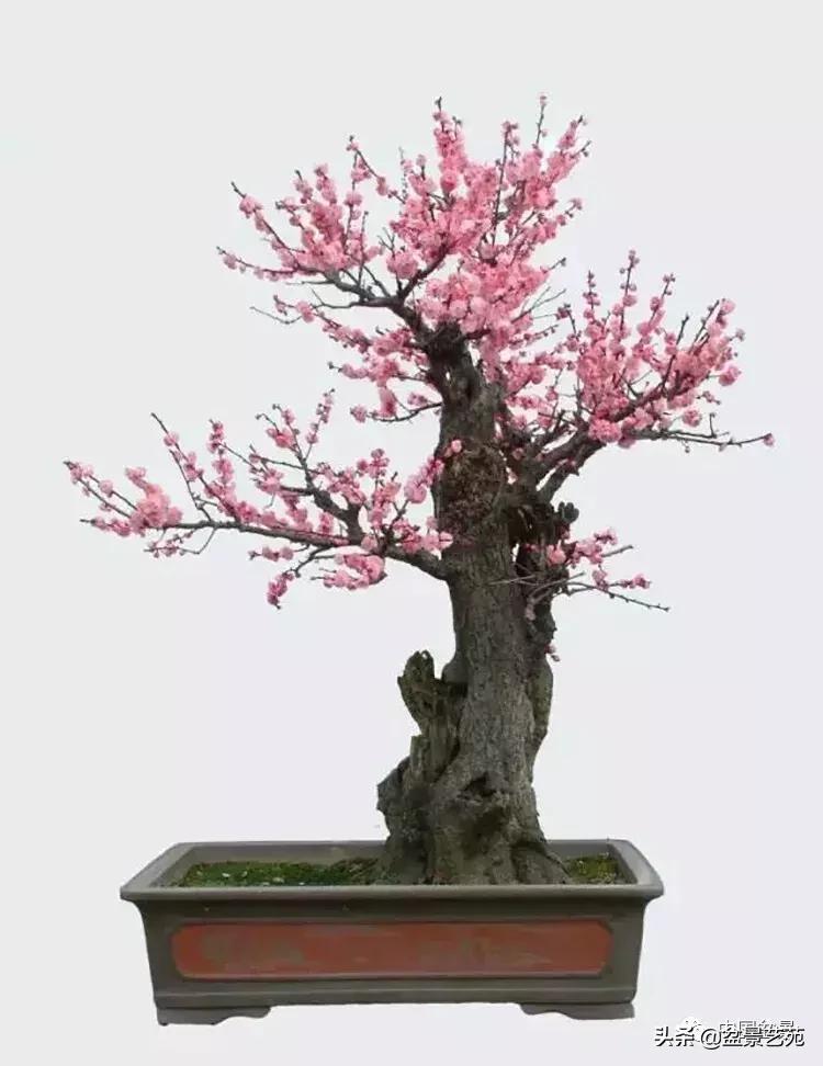 赏梅花十首最好的诗,最经典的梅花十绝