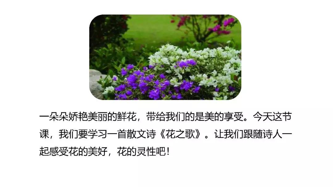 六年级上册语文第四课花之歌电子,部编版语文六年级上册花之歌讲解