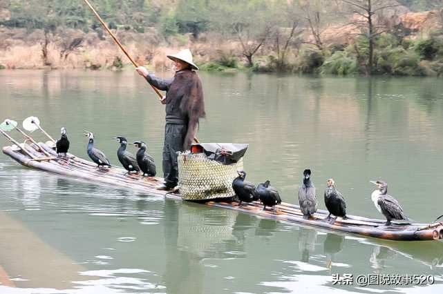 鱼鹰入水抓鱼,鱼鹰抓鱼有多厉害