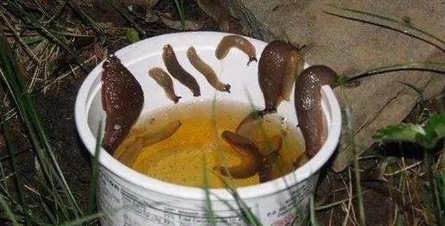 3月花卉预防什么病虫害,3月底哪些月季招虫子