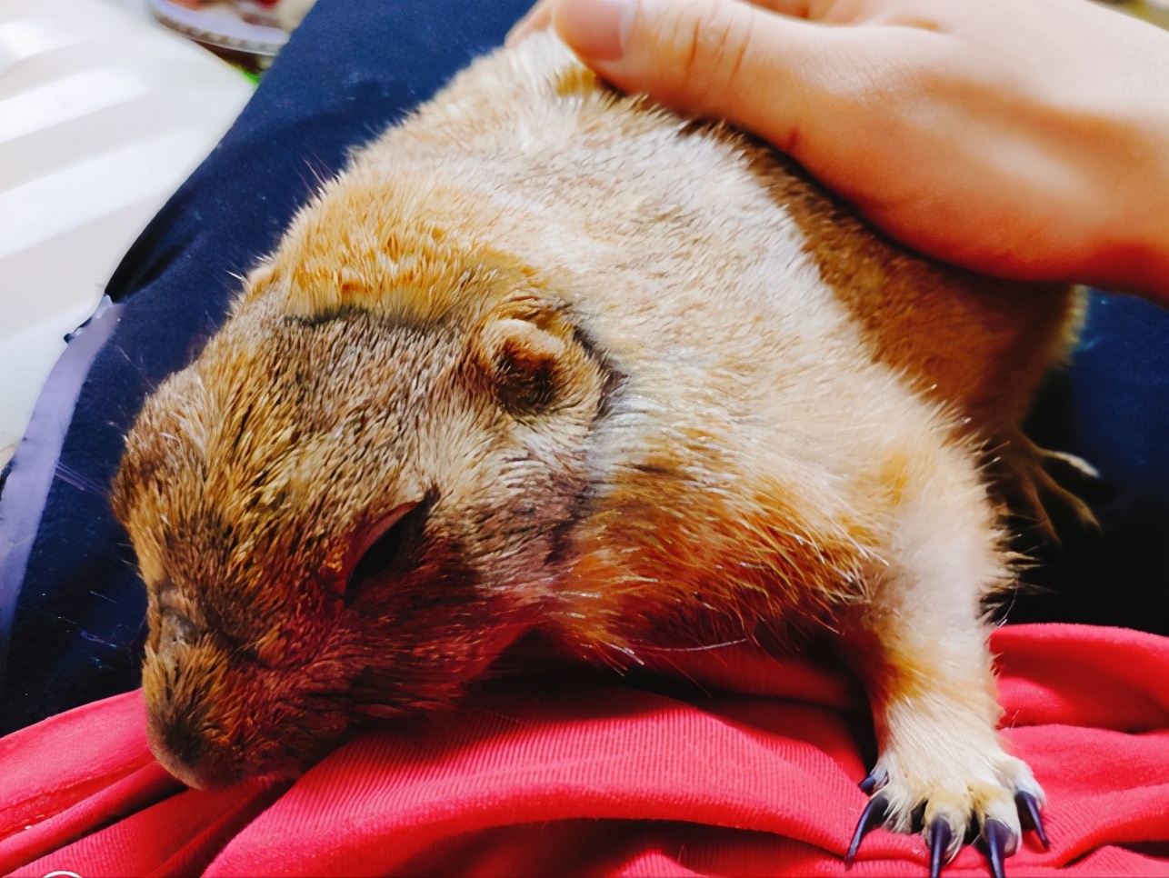 讲一下新手养土拨鼠的注意事项,不懂科学喂养仓鼠