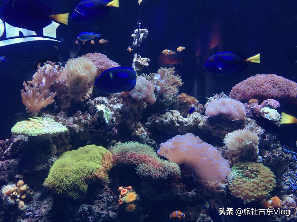 成都海昌极地海洋馆动物表演时间,武汉海昌极地海洋世界动物