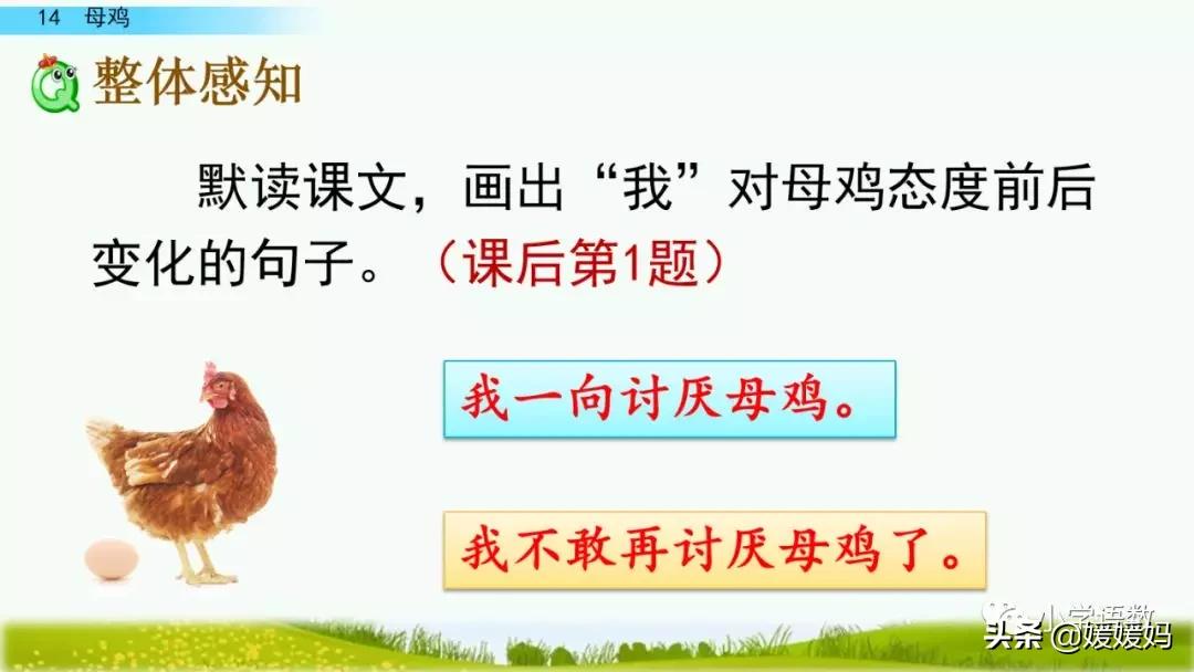 四年级下册第13课小练笔仿写母鸡,四年级下册14课母鸡的预习完整版
