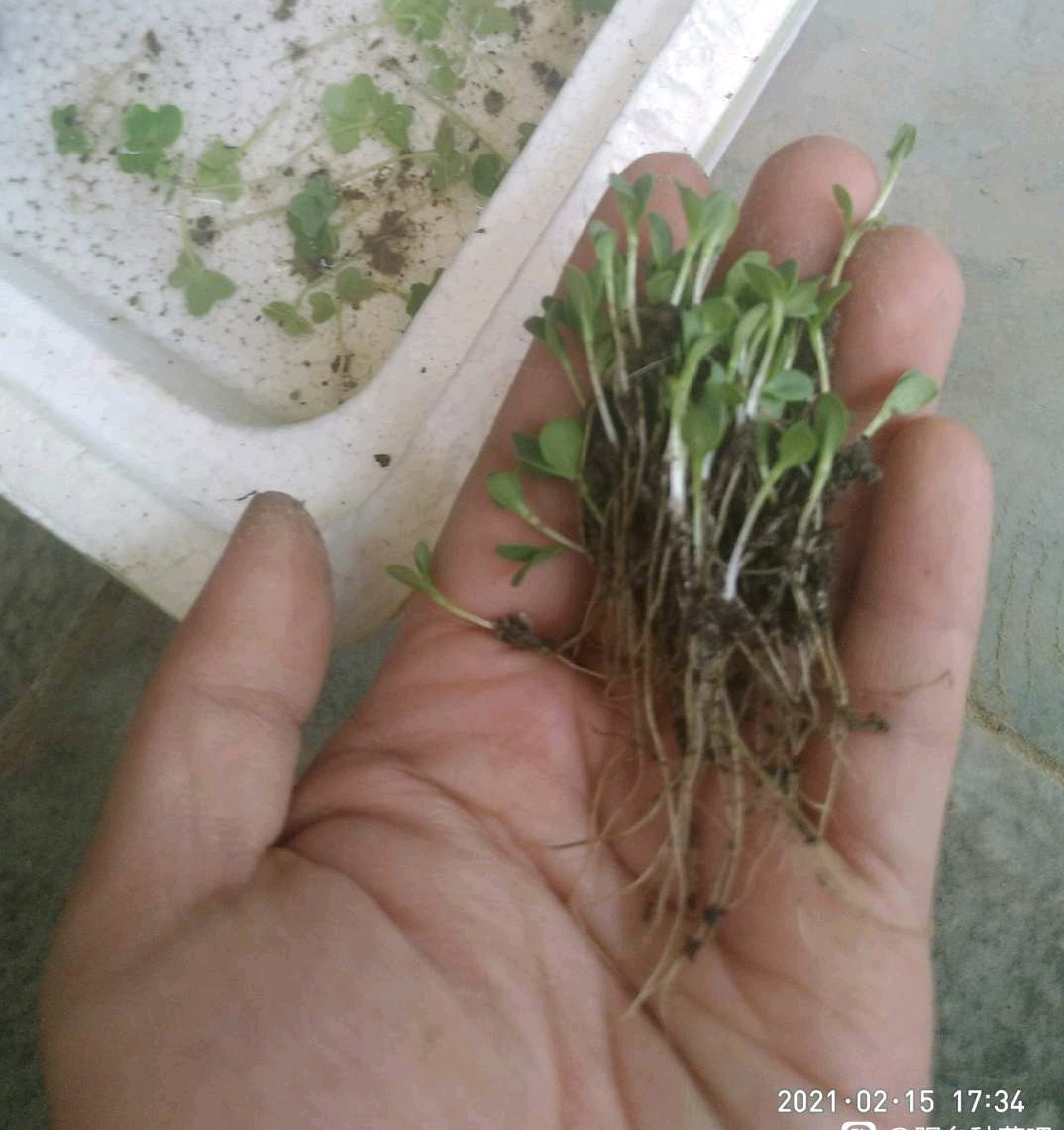 配土要选择哪些材料呢,配土介质