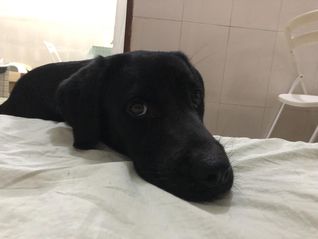 养黑色拉布拉多好还是养布偶猫好,拉布拉多犬黑色的怎么养