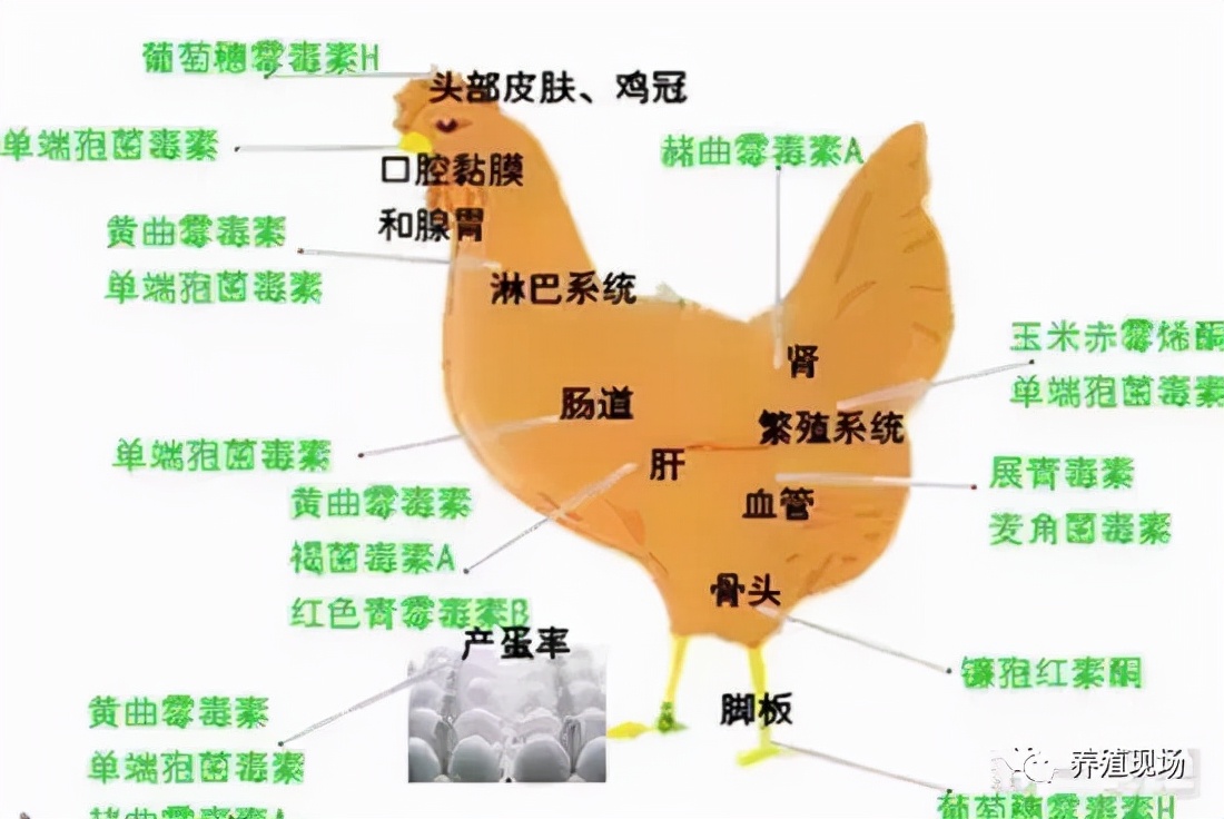 新玉米丰收！捣“蛋”鬼霉菌毒素也来了