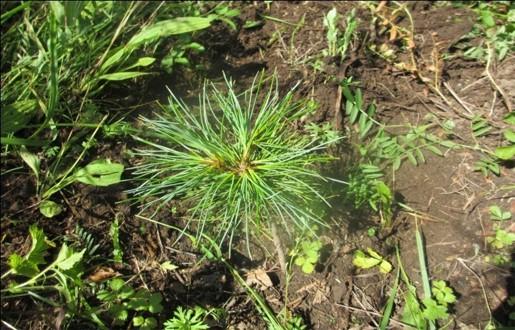 木兰栽培技术,木兰树苗培育