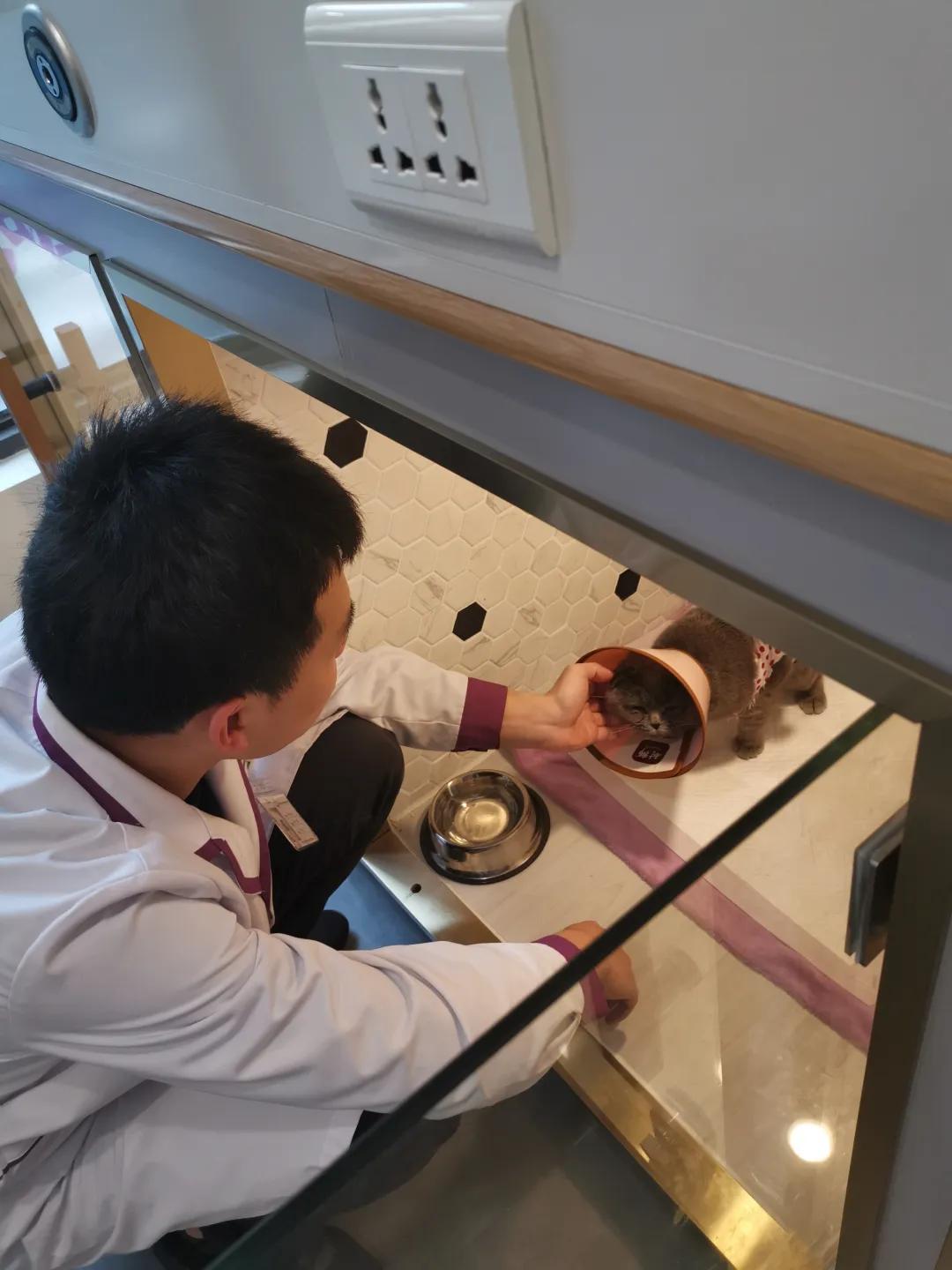 瀹犵埍鍥介檯鍔ㄧ墿鍖婚櫌闄㈣,瀹犵埍鍥介檯鍔ㄧ墿鍖婚櫌浣撳唴椹辫櫕