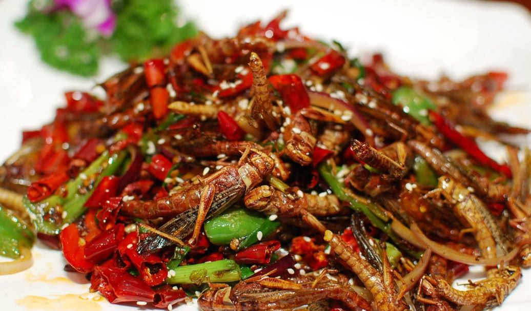 带大家了解一下昆虫美食,国外很火的4种美食昆虫你敢吃吗