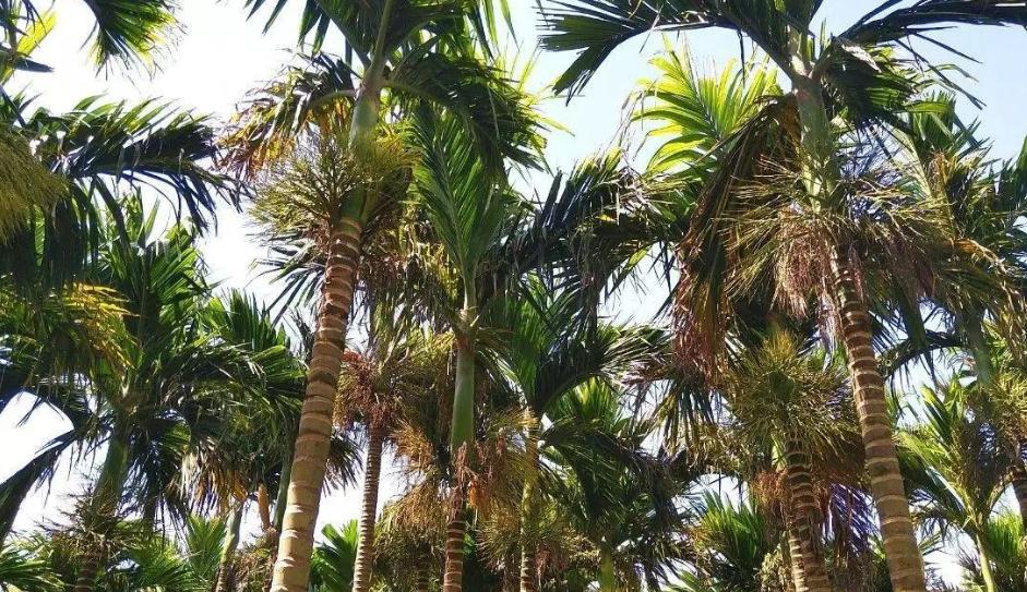 全世界公认的毒槟榔,槟榔有多可怕