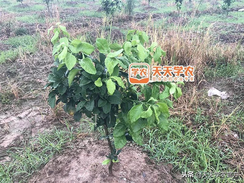 金秋砂糖桔的缺点,今年的金秋砂糖橘