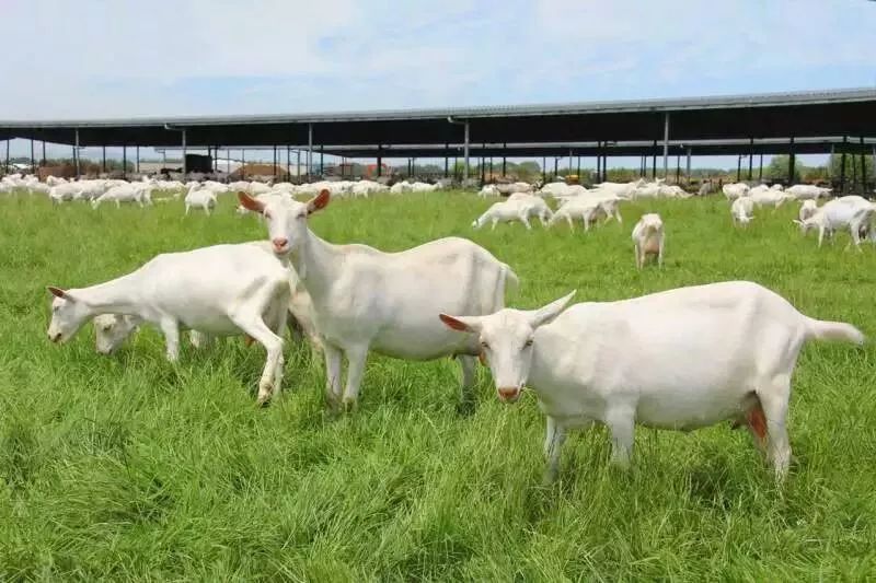 “奶中之王”|羊奶粉是更接近母乳的营养之选