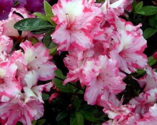 杜鹃花怎样施肥才能枝叶茂盛,杜鹃花枝叶茂盛不开花