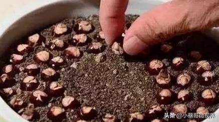 吃完的水果种子不要丢,吃完水果果核别扔