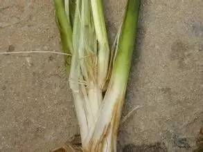 茎基腐病引起小麦白穗,水稻根腐病防治