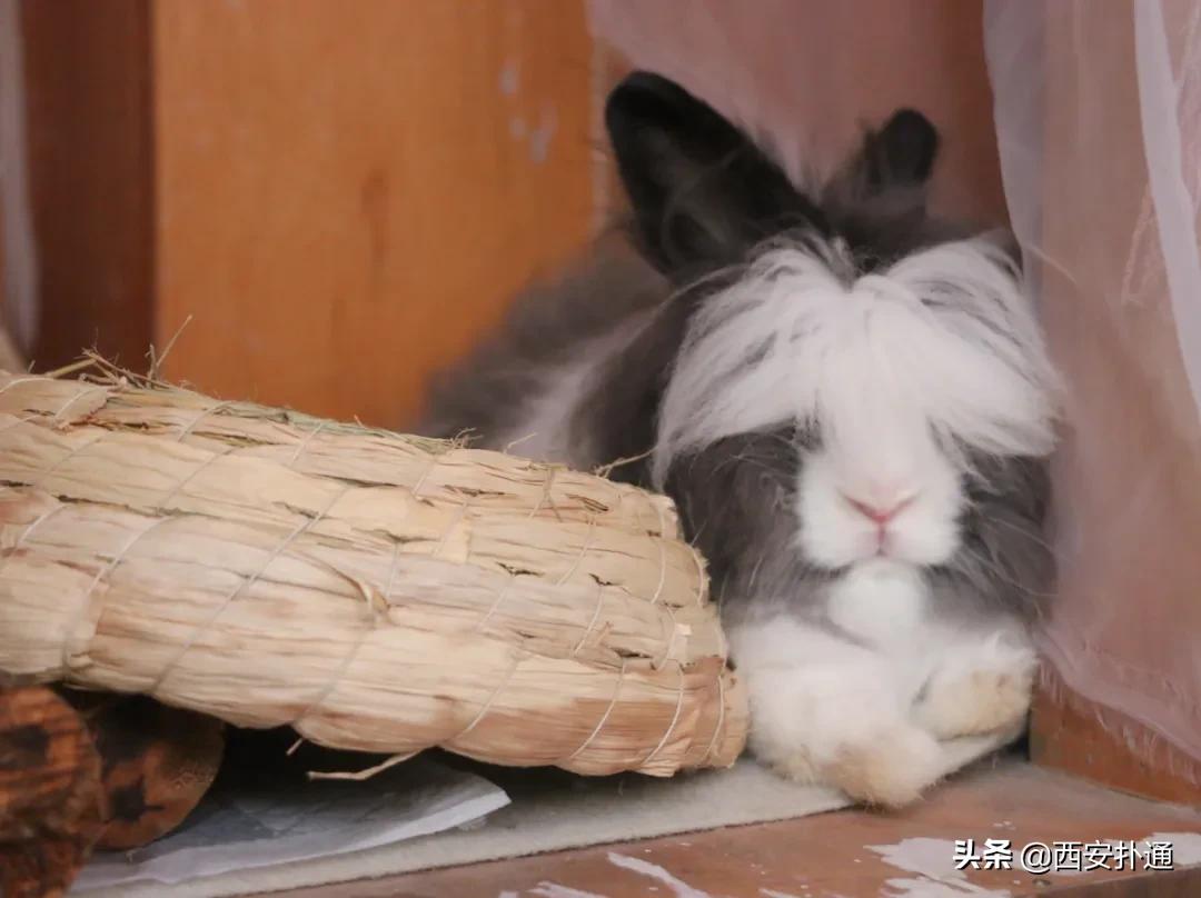 西安撸兔店,西安撸兔体验馆团购