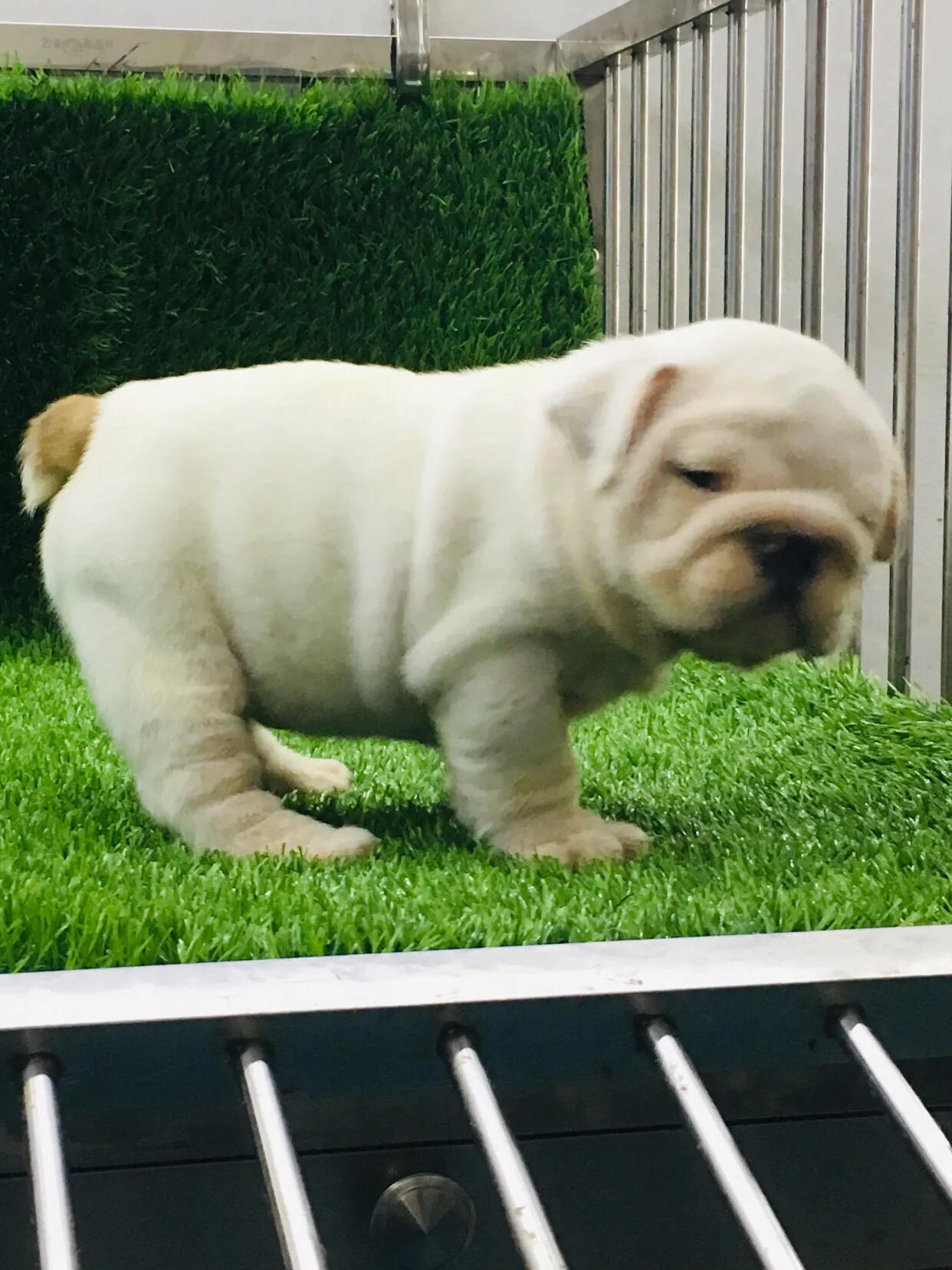 狗狗不定点排便怎么办,如何训练狗狗拉屎