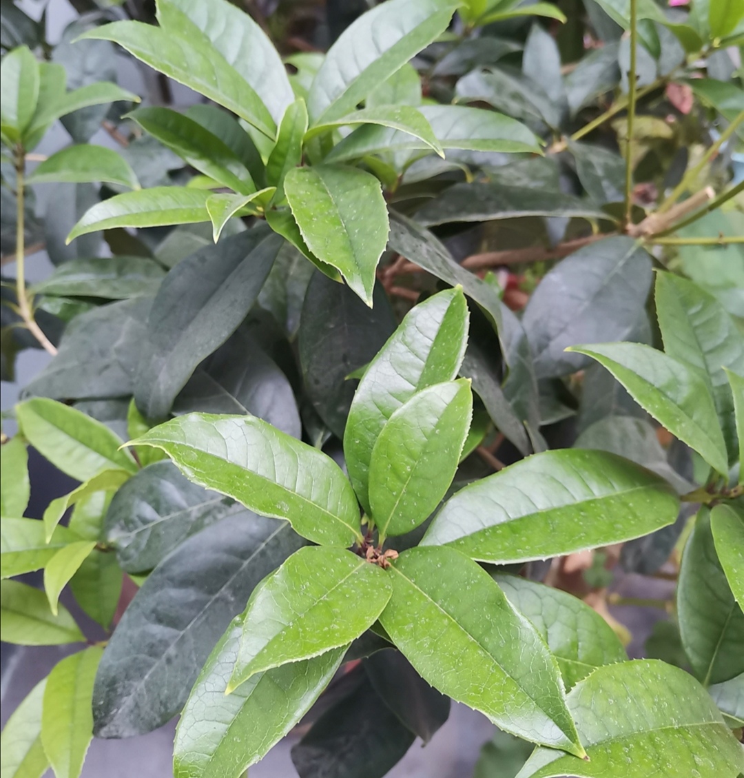 养桂花为什么不能用营养土,养桂花散射光照可以吗